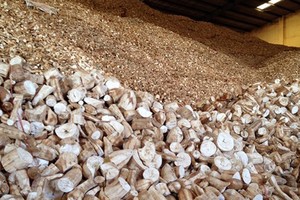 Sliced cassava exports increase sharply