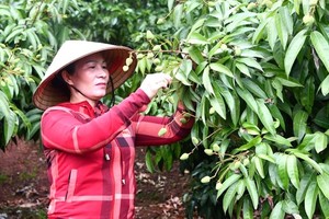 The woman taking care of a litchi orchard in Bac Giang province 