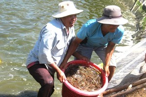 Farmers harvest shrimps in Soc Trang Province. (Photo: SGGP)