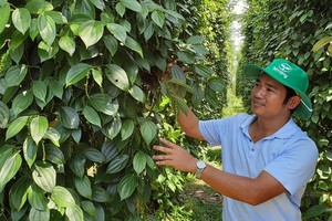 Large area of black pepper dead in Binh Phuoc Province, productivity drops
