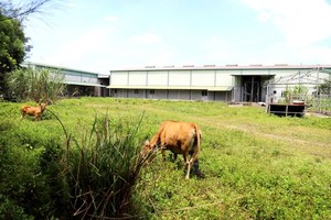 Billion-Vietnamese-dong meat processing factory abandoned
