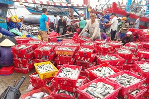 Thuan An Fishing Port in Thua Thien – Hue Province is crowded with sellers and buyers. (Photo: SGGP)
