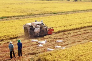 Farmers harvest rice in the Mekong Delta (Photo: SGGP)