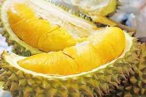 Cai Mon durians granted geographical indications