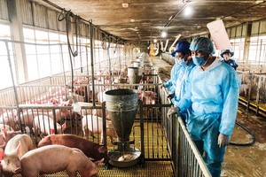 Pig repopulation sluggish due to shortage of piglets