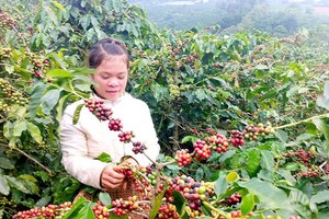 Chinese enterprises have demand for Vietnamese coffee, aquatic products