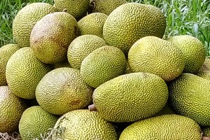 The price of Thai jackfruit climbs sharply. (Photo: SGGP)