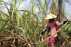 The domestic sugar industry is facing difficulties as foreign sugar undersells. (Photo: SGGP)