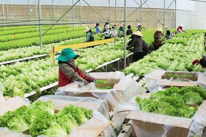 High-tech agricultural production helps farmers get rich in Lam Dong Province. (Photo: SGGP)