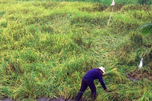 A farmer in Hau Giang Province makes drainage ditches for rainwater to recede, hoping that his fallen paddy will not sprout. (Photo: SGGP)