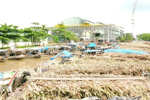 Vi Thanh Sugar Refinery has to close due to a shortage of material sugarcane. (Photo: SGGP)