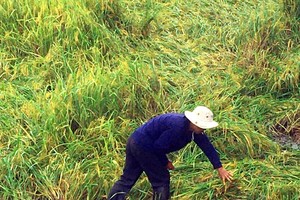More than 6,000 hectares of rice were fallen, causing heavy losses to farmers in Hau Giang Province.  (Photo: SGGP)