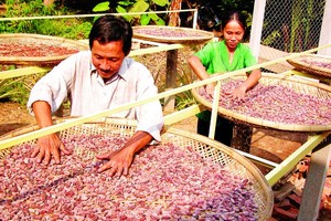 Farmers in Ben Tre Province grow cocoa for export. (Photo: SGGP)