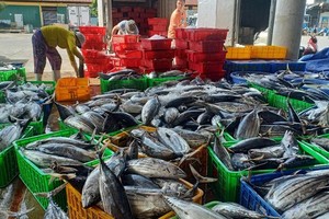 Fishermen in Khanh Hoa Province enjoy bumper catch of skipjack tuna. (Photo: SGGP)