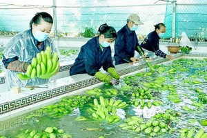 The production of high-tech bananas for export in An Giang Province. (Photo: SGGP)