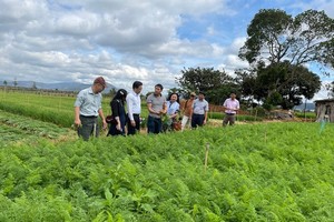 The delegation of Ho Chi Minh City led by Mr. Le Huynh Minh Tu, Deputy Director of the Department of Industry and Trade, visits the carrot farm of Xuan Thai Thinh Company. (Photo: SGGP)