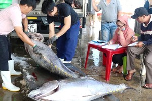Tuna exports jump 4-5 times higher