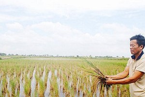 More than 1,000ha of rice damaged by saltwater intrusion in Kien Giang
