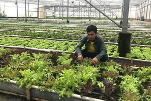 Nhat Thong Farm in Nha Be District produces organic products meeting international standards. (Photo: SGGP)