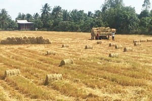 Despite decreasing rice-growing area, farmers still earn profits