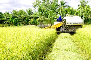 Mekong Delta farmers put effort into elevating Vietnamese rice