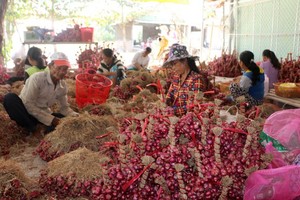 Farmers struggle as shallots devalue to record low 