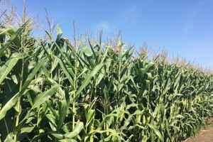 Biotech crop area in Vietnam increases 26 times