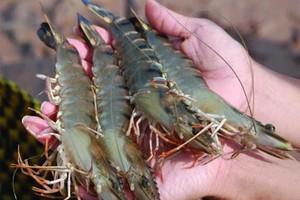 Aquaculture farmers encounter several difficulties: MARD