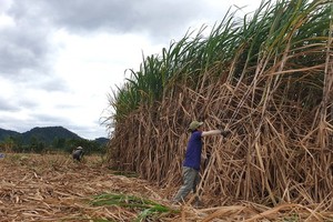 Lacking raw material sugarcane, domestic sugar industry tumbles