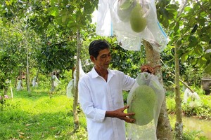 Farmers suffer losses as fruit prices plummet