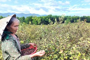 Rose myrtle cultivation brings economic efficiency five times higher than acacia