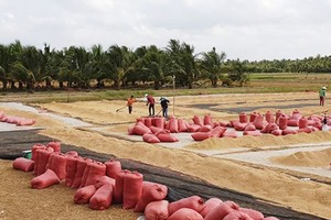 Paddy piled up waiting in vain for traders in Mekong Delta provinces