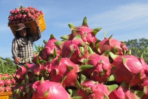 Vietnamese dragon fruits seek export market in India, Pakistan
