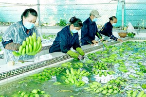 Agricultural products harvested in August face difficult consumption 