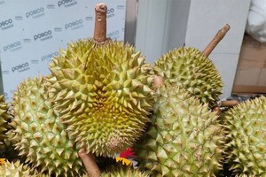 Vietnamese Ri6 durian sold out in Australia