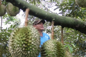 Dak Lak Province seeks markets for thousands of tons of durians