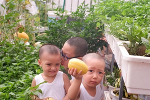 Urban gardens a bright spot during pandemic
