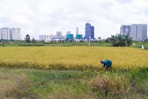 HCMC converts over 901 hectares of rice land