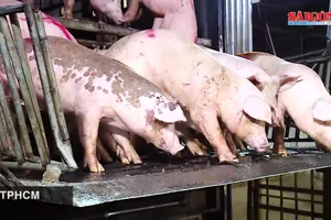 TPHCM: Quyết tâm kiểm soát, ngăn chặn bệnh dịch tả heo châu Phi lan rộng