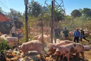 Podcast bản tin tối 24-2: Người dân giúp tài xế bắt heo sau khi xe tải bị lật; Đốt rẫy, làm cháy hàng trăm cây thông