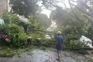 Podcast bản tin ANTT 2-10: Mưa gió làm nhiều cây xanh ngã đổ; Người đàn ông tử vong trong công viên nghi do tự thiêu