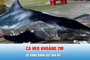 Podcast 17 giờ 14-11: Người dân chăm sóc cá heo bị sóng đánh dạt vào bờ 