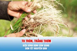Podcast bản tin tối 17-1: Kiệu Bình Định to tròn, trắng thơm sẵn sàng đón Tết Nguyên đán 