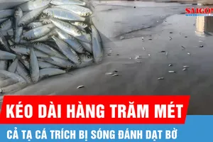Cả tạ cá trích dạt bờ, nhiều người đến bắt