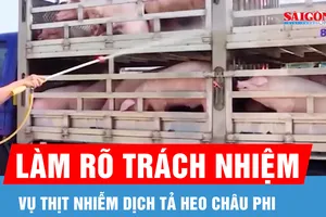 Vụ thịt nhiễm dịch tả heo châu Phi: Làm rõ trách nhiệm, siết kỷ cương công vụ