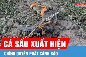 Xuất hiện cá sấu trên kênh, Tây Ninh phát cảnh báo đến người dân