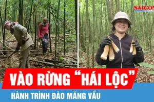 Theo chân người Vân Kiều vào rừng đào măng vầu