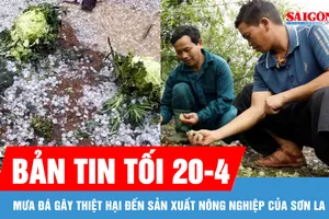Bản tin tối 20-4: Mưa đá gây thiệt hại đến sản xuất nông nghiệp của Sơn La