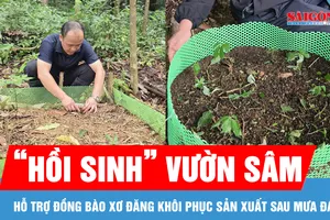 Hỗ trợ đồng bào Xơ Đăng "hồi sinh" vườn sâm sau mưa đá