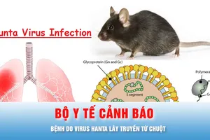 Podcast bản tin chiều 5-5: Bộ Y tế cảnh báo về bệnh do virus Hanta lây truyền từ chuột